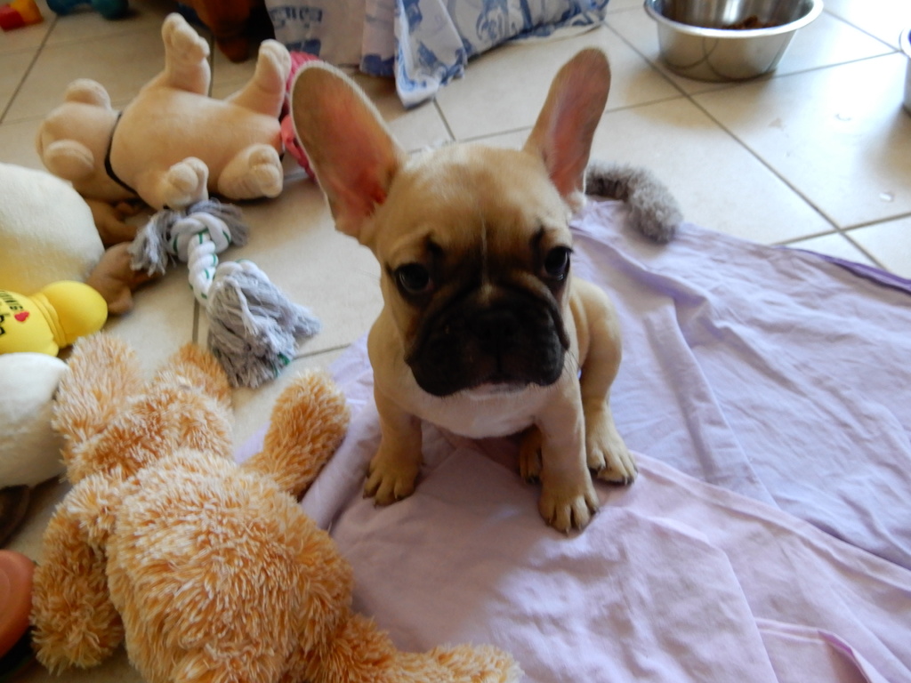 Quelques photos de "Nouba" notre petite bouledogue d'amour !