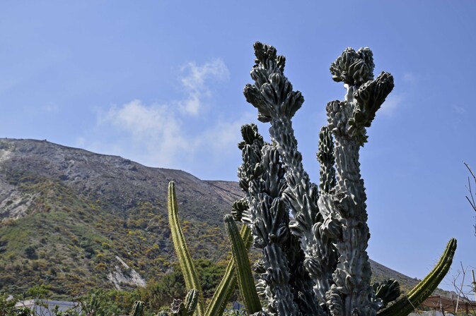 Vulcano - Porto Levante - Cactus