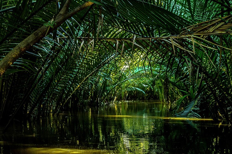 Petit bras dans le Delta du Mekong