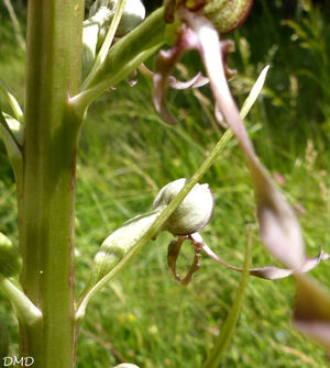 Himantoglossum hircinum  -  orchis bouc