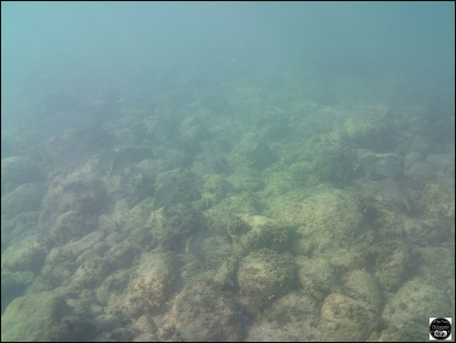 Grèce, vue sous-marine, de la mer Egée