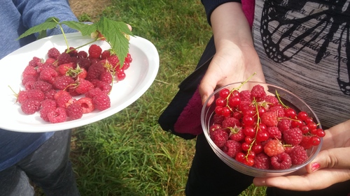 Cueillette de fruits à l'atelier