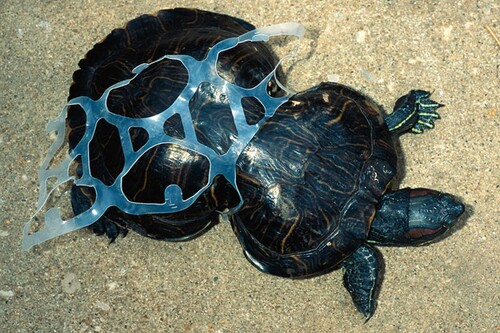 Le triste sort de tortues assaillies par le plastique