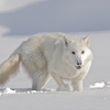 loup arctique (44).jpg