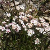 Androsace velue (Androsace villosa)