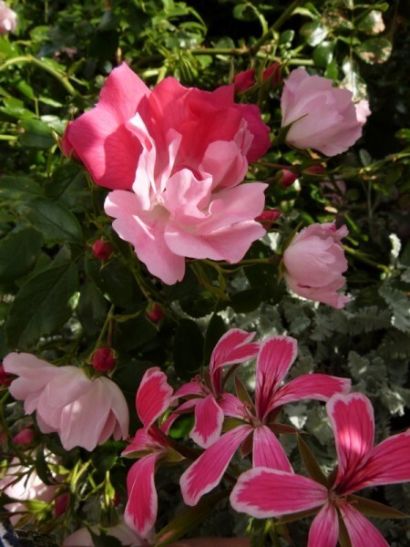 rosier-mareva-et-geranium---juin-2014--600x800-.jpg