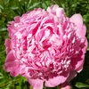 Pivoine