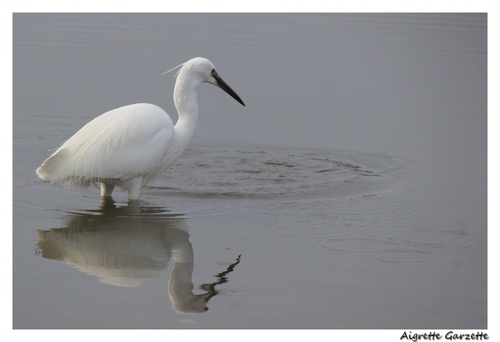 Aigrette Garzette à la pêche