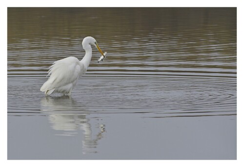 Grande  Aigrette