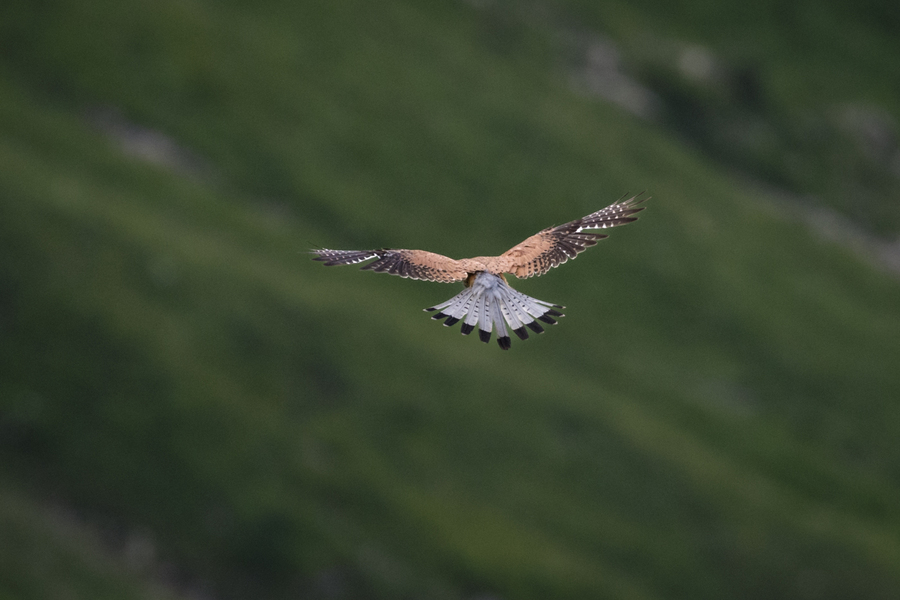 Faucon crécerelle