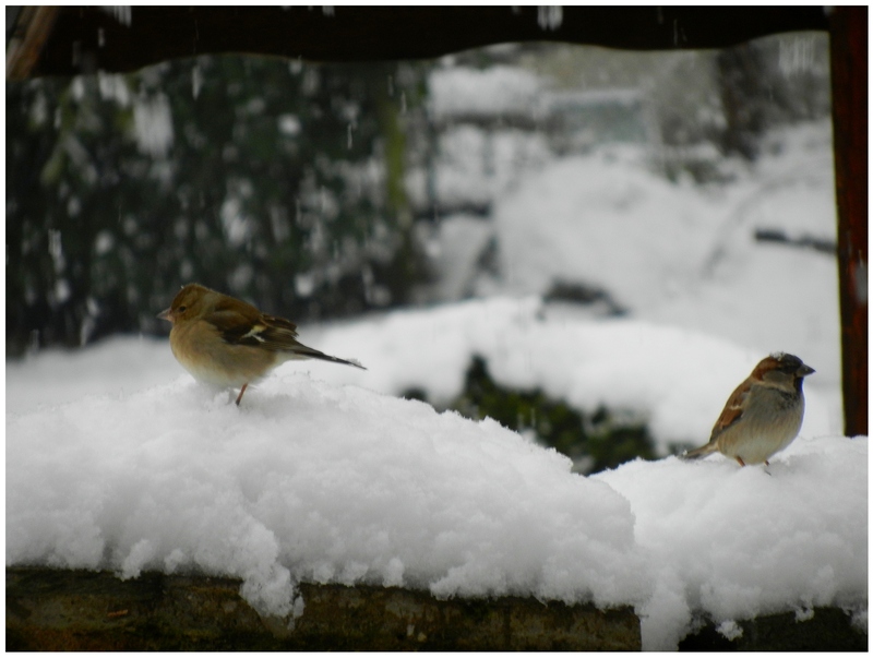 LES OISEAUX DU CIEL(neige)