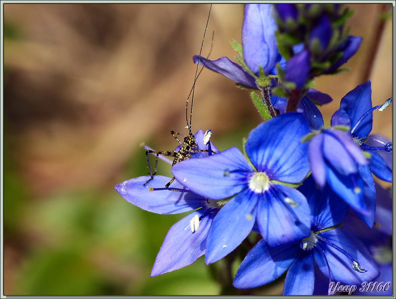 Larve de sauterelle sur fleur de véronique prostrée - Pic d'Aillo - Sauveterre de Comminges / Régades - 31