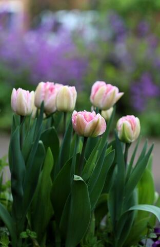 Tulipes Promesse de Fleurs (3/3) : Angélique + Cacharel