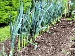 Semer et planter des poireaux - Astuces et conseils potager - Bio Potager