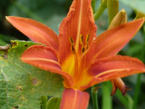 on continu le tour du jardin