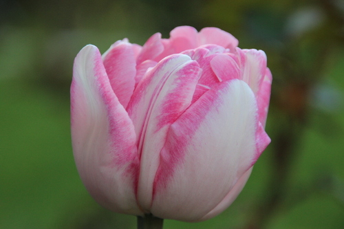 Tulipe Angélique