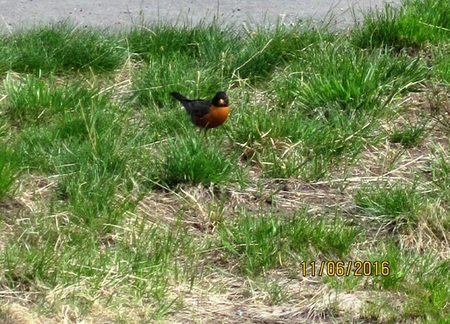 "Crater Lake" en Orégon -American robin