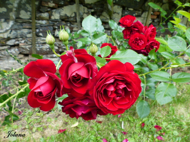 rosiers rouges
