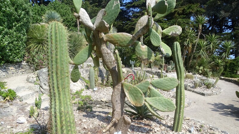 Une semaine à l'ile de Batz chez Zaza avec ma féline - Le jardin colonial - La cacteraie