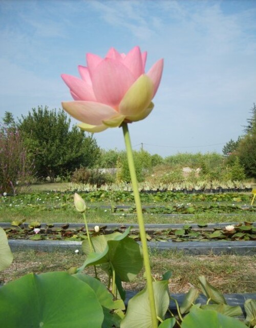 Fleurs cultivées : Lotus sacré