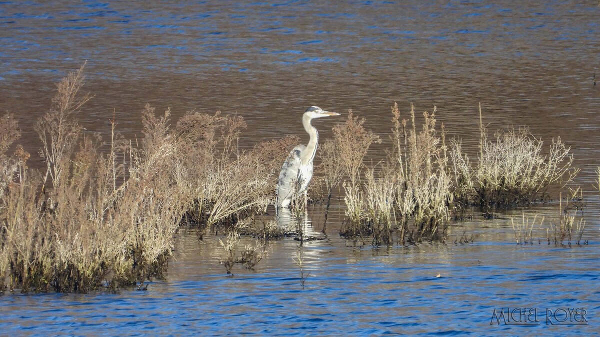 LPO Comptage Wetland à l'écopôle du Val d'Allier