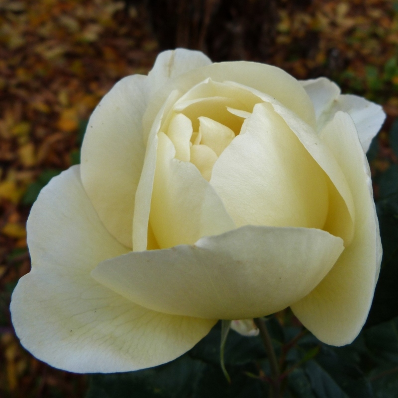 Il était une rose : Breathless Charm...