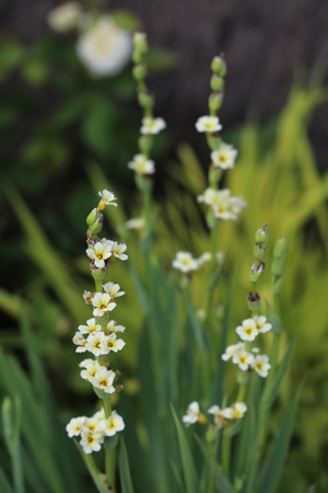 Bourse aux plantes