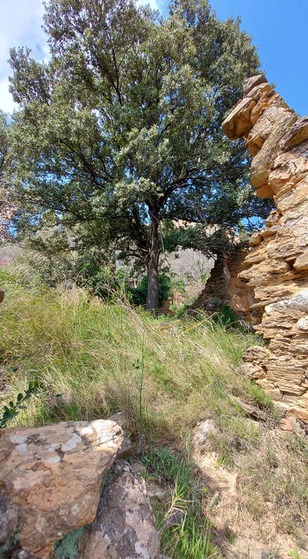 Peut être une image de arbre et nature