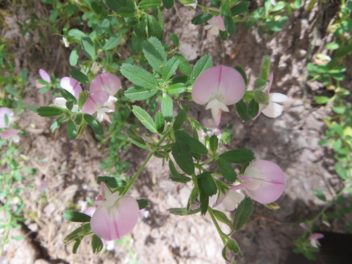 Fleurs roses