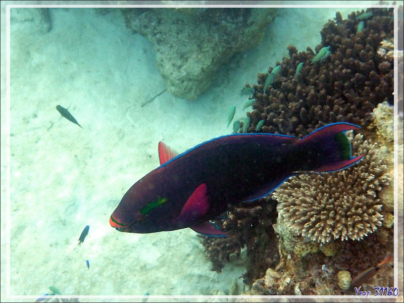 Poisson Perroquet brun, Rusty parrotfish (Scarus niger) - Nosy Tsarabanjina - Archipel des Mitsio - Madagascar