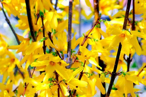 Mes forsythias aux fleurs jaunes