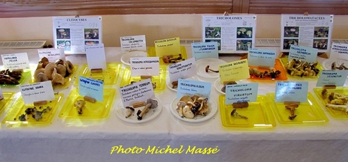 La Société Mycologique du Châtillonnais a organisé une exposition de très beaux champignons à Mussy sur Seine...