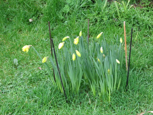 découverte dans mon jardin ....