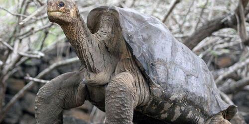 Environnement : une nouvelle espèce de tortue géante découverte aux Galapagos