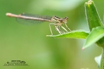 Demoiselle-Agrion jouvencelle-femelle (1)