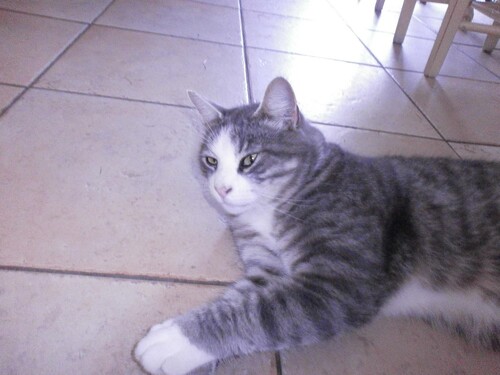 Mon premier chat