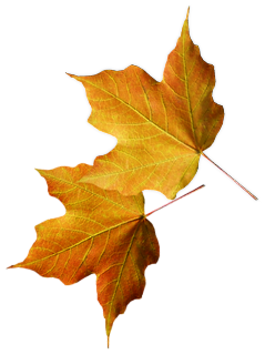 Tubes png feuilles