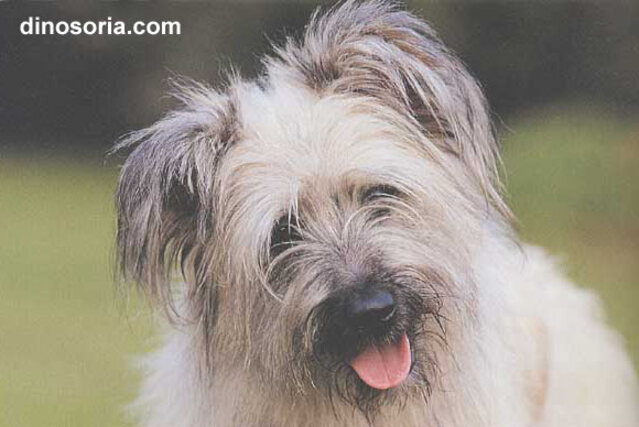 Races de chiens:  Berger des Pyrénées