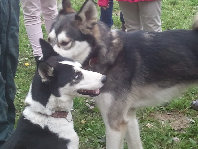 Entre chiens et loups