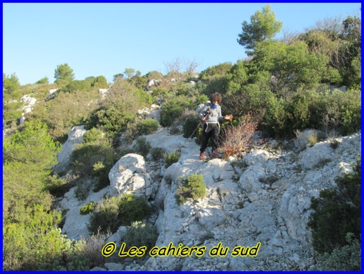 Le renard des calanques suite et ...fin !