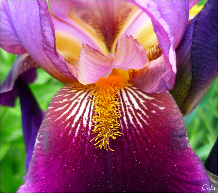 iris