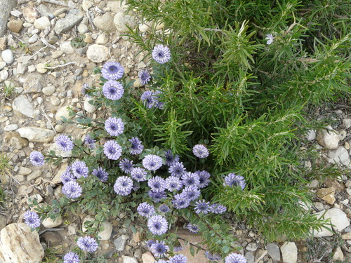 Le massif des Alpilles