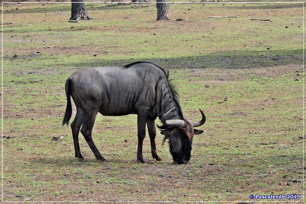 Zoo du Bassin d'Arcachon à La Teste - Août 2015 - 4/11