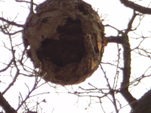 question est ce que je peux prendre un nid de frelon asiatique vide