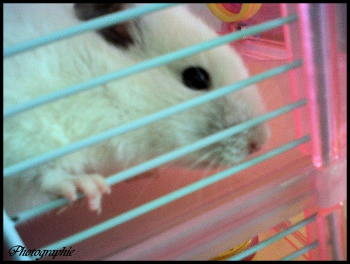 Mon Hamster