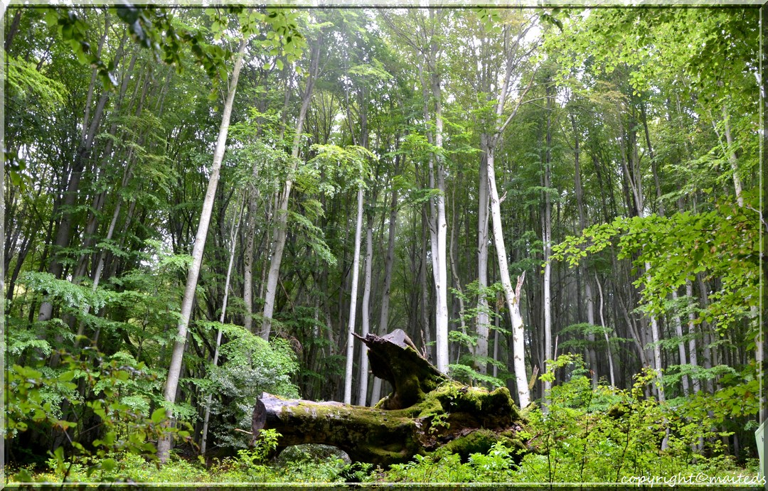 Forêt de Vizzavona - Corse -10-06-2013