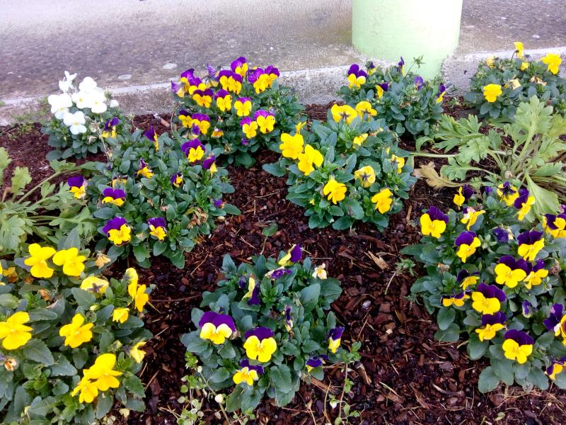 Toulenne (Gironde) ville fleurie