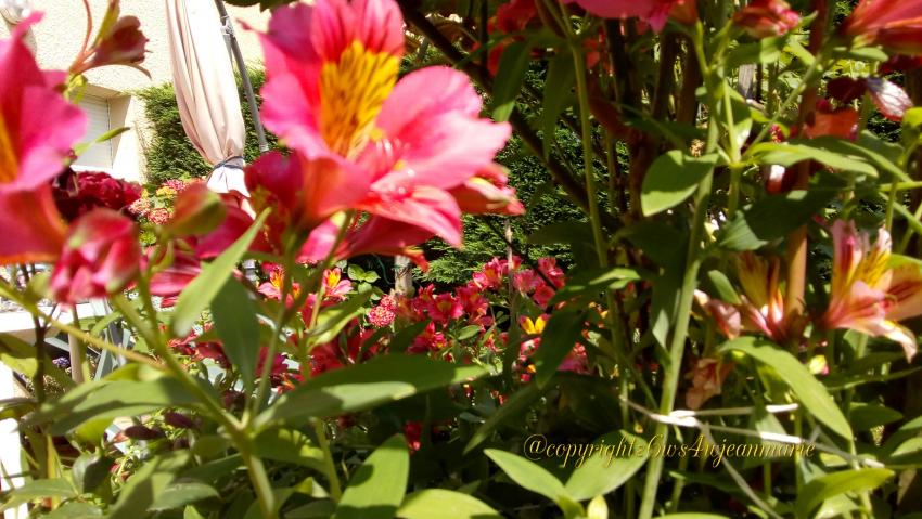 des plantes magnifiques dans mon jardin