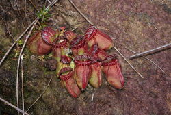 Cephalotus follicularis Aspect général.jpg