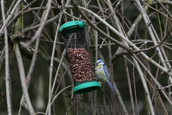 Faut-il continuer de nourrir les oiseaux au printemps ?